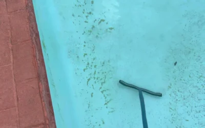 The DIY Guide to Defeating Mustard Algae In Your Pool For Good